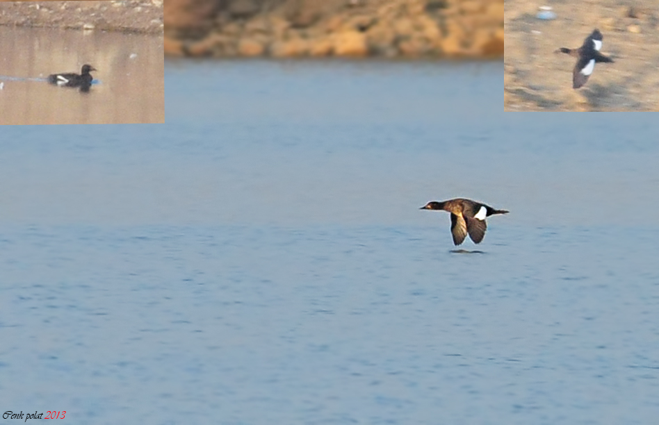 Velvet Scoter — Ana fotoğraf